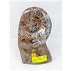 Image 1 : FOSSILIZED AMMONITE SHELL POLISHED