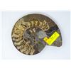 Image 1 : POLISHED AMMONITE SECTION LARGE