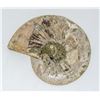 Image 2 : POLISHED AMMONITE SECTION LARGE