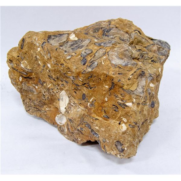 FOSSILIZED SEA BED SECTION WITH SHELLS