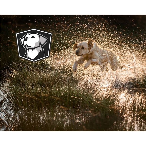 Cornerstone Complete Gun Dog Academy