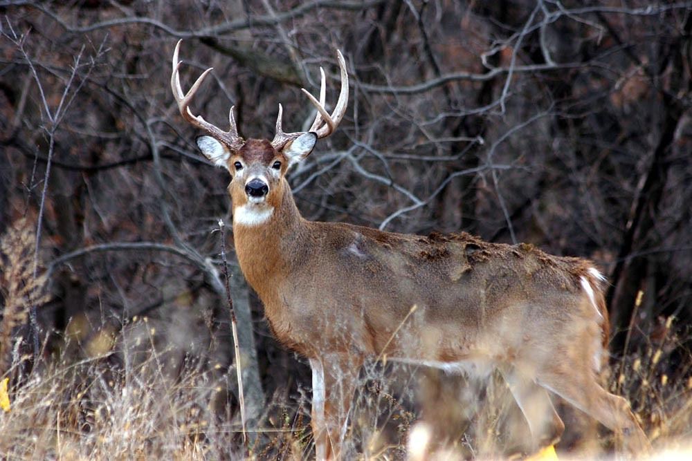 Illinois Deer hunt with Graveyard Whitetails