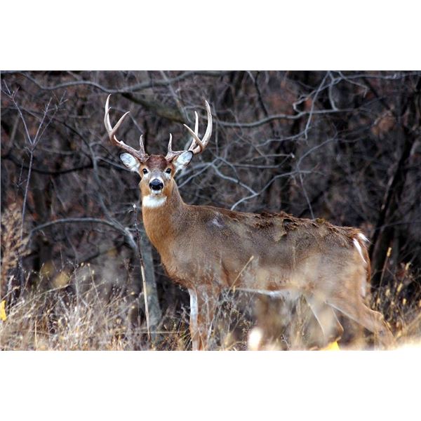 Illinois Deer hunt with Graveyard Whitetails