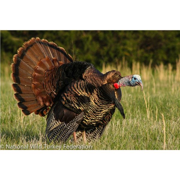 Illinois Eastern Turkey Hunt In Hendserson County with Bigger Bucks Outfitters