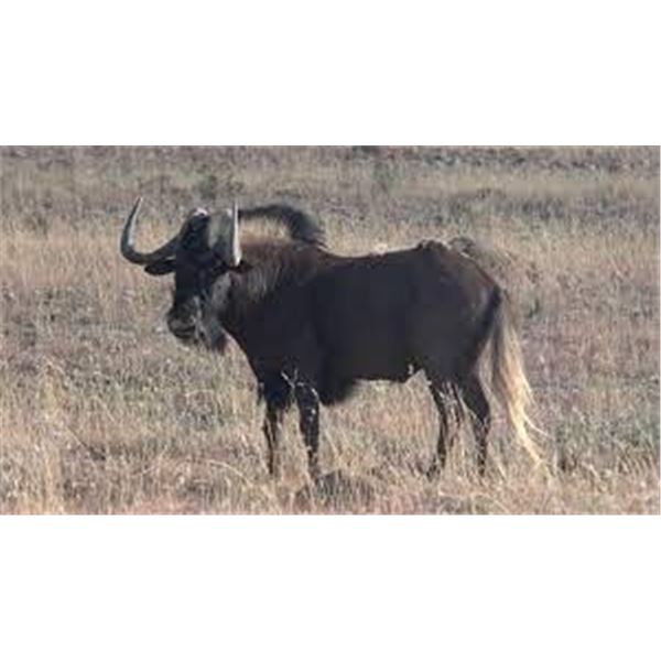 NUMZAAN African Safari