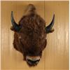 Image 1 : American Bison Shoulder Mount