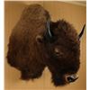 Image 2 : American Bison Shoulder Mount