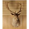 Image 1 : Follow Deer Shoulder Mount