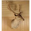 Image 2 : Follow Deer Shoulder Mount