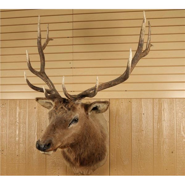 6x6 Elk Shoulder Mount