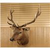 Image 1 : 6x6 Elk Shoulder Mount