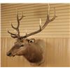 Image 2 : 6x6 Elk Shoulder Mount