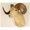 Image 2 : Dahl Ram