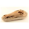 Image 2 : Petrified Crocodile Skull