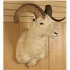 Image 2 : Dahl Sheep Shoulder Mount