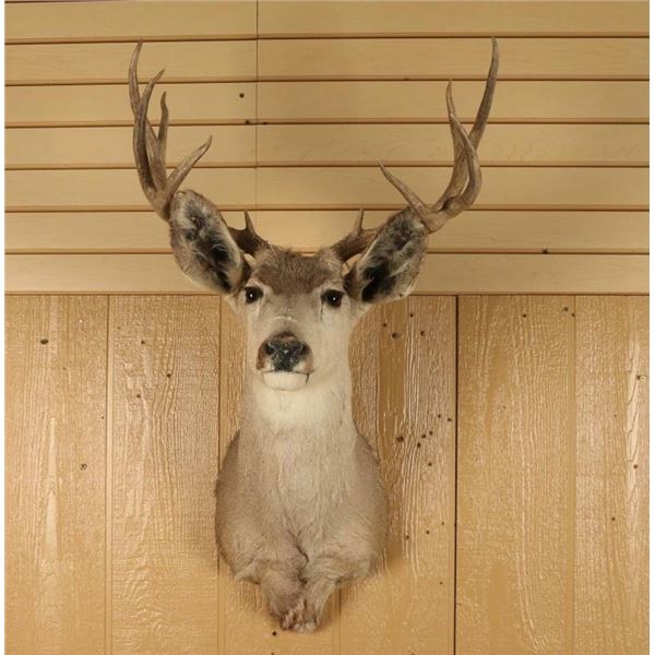 5x5 Mule Deer Mount