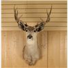 Image 1 : 5x5 Mule Deer Mount