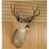 Image 2 : 5x5 Mule Deer Mount
