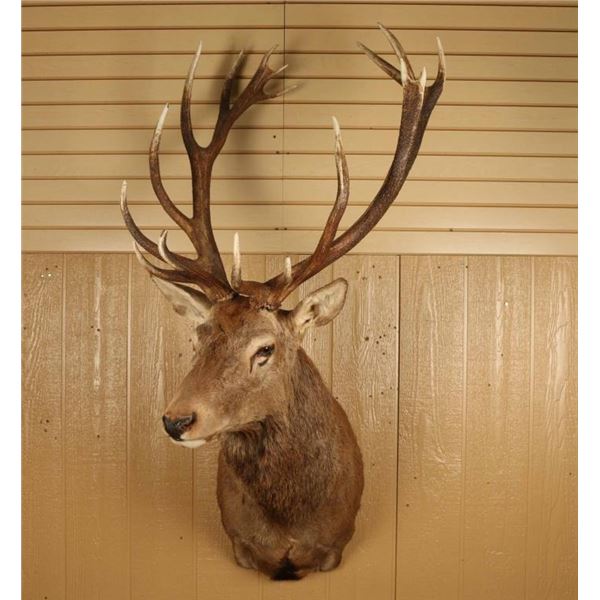 9x10 Red Stag Mount