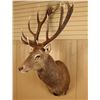 Image 2 : 9x10 Red Stag Mount