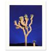 Image 1 : Robert Sheer, "Joshua Tree" Limited Edition Single Exposure Photograph, Numbered