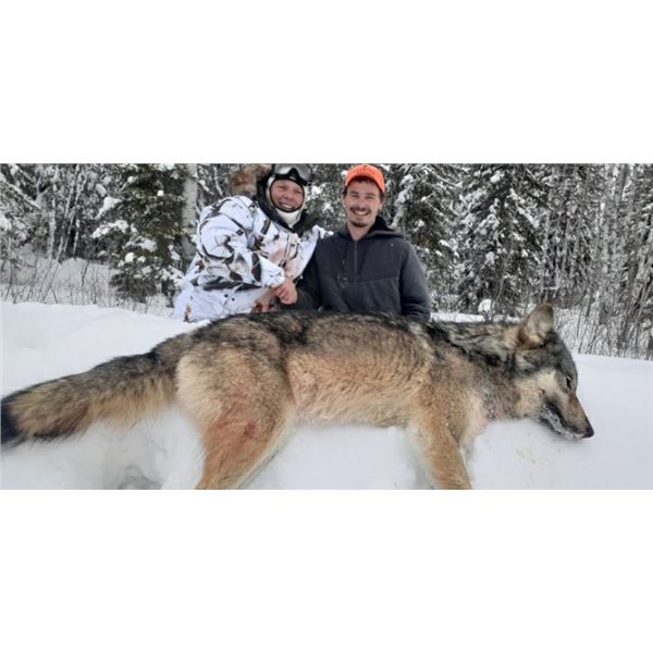 6-Day Ontario Wolf Hunt for 1 Hunter