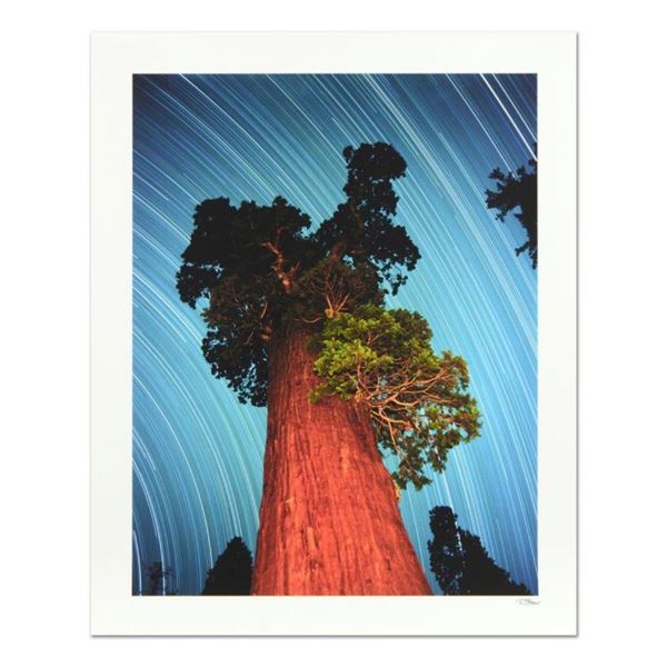 Robert Sheer,  General Grant Giant Sequoia  Limited Edition Single Exposure Phot