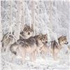 Image 2 : Larry Fanning (1938-2014) "Crystal Forest - Gray Wolves" Limited Edition Lithograph