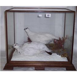 2 MOUNTED BIRDS IN DISPLAY CASE