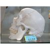 Image 1 : Skull Model with Hinged Jaw