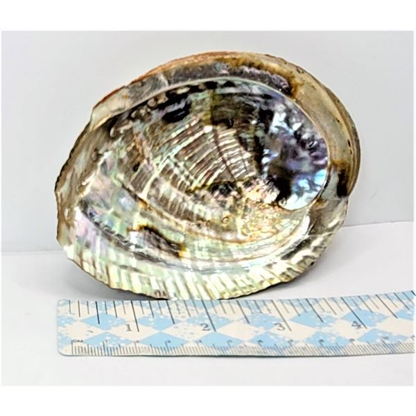 7)  NATURAL ABALONE SHELL, MEASURES 3.25" X 4.5" WEIGHS 63 GRAMS.  COLLECTIBLES