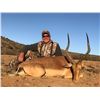 Image 2 : IMPALA, AND Trophy BLUE WILDEBEEST HUNT IN SOUTH AFRICA FOR TWO HUNTERS