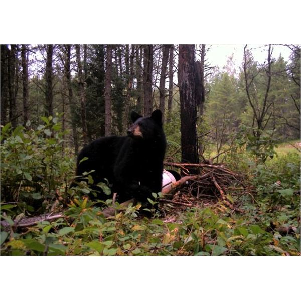 7 Day Black Bear Hunt in Ontario for 2 Hunters