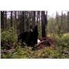 Image 1 : 7 Day Black Bear Hunt in Ontario for 2 Hunters