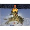 Image 1 : 7 Day Wolf Hunt and Ice Fishing for 2 hunters
