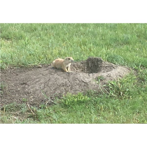 South Dakota Prairie Dog Hunt for 2 Hunters