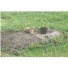 Image 1 : South Dakota Prairie Dog Hunt for 2 Hunters
