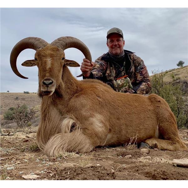 New Mexico Private Land Aoudad Hunt with Landowner Tag