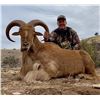 Image 1 : New Mexico Private Land Aoudad Hunt with Landowner Tag