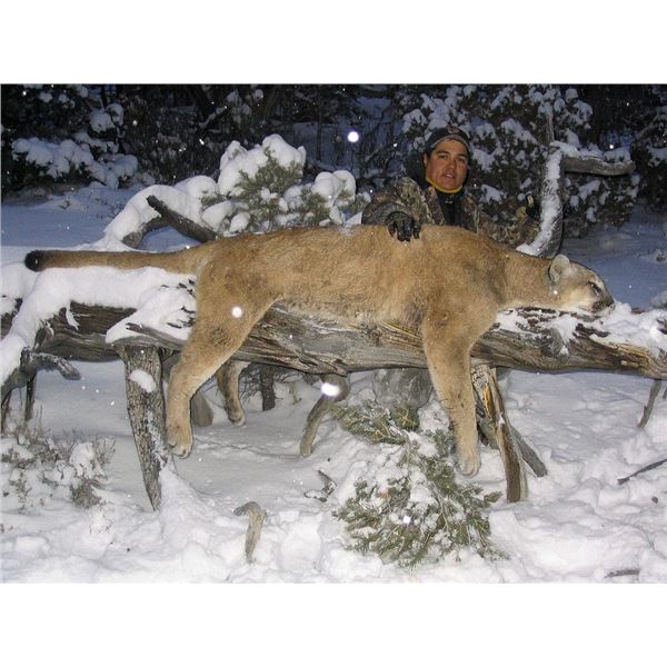 Mountain Lion Hunt in Nevada