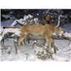 Image 1 : Mountain Lion Hunt in Nevada
