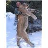 Image 2 : Mountain Lion Hunt in Nevada