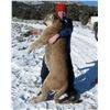 Image 3 : Mountain Lion Hunt in Nevada