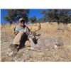 Image 2 : Arizona Coues Deer and Mountain Lion Hunt for 2 Hunters