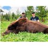 Image 4 : Black Bear Hunt in Frasier River area of Southern British Columbia