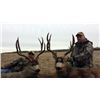 Image 3 : 6 Day Trophy Mule Deer hunt for one hunter in Central Alberta