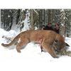 Image 1 : 7 Day Hunt for Mt. Lion and Bobcat in British Columbia for 1 hunter