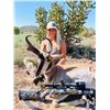 Image 3 : New Mexico Antelope Hunt with Landowner Tag