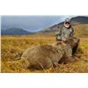 Image 2 : 8-day Alaskan Brown Bear hunt for 1 hunter