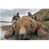 Image 3 : 8-day Alaskan Brown Bear hunt for 1 hunter